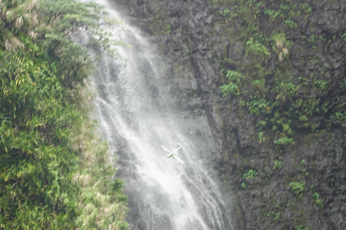 White-tailed Tropicbird - ML520757111