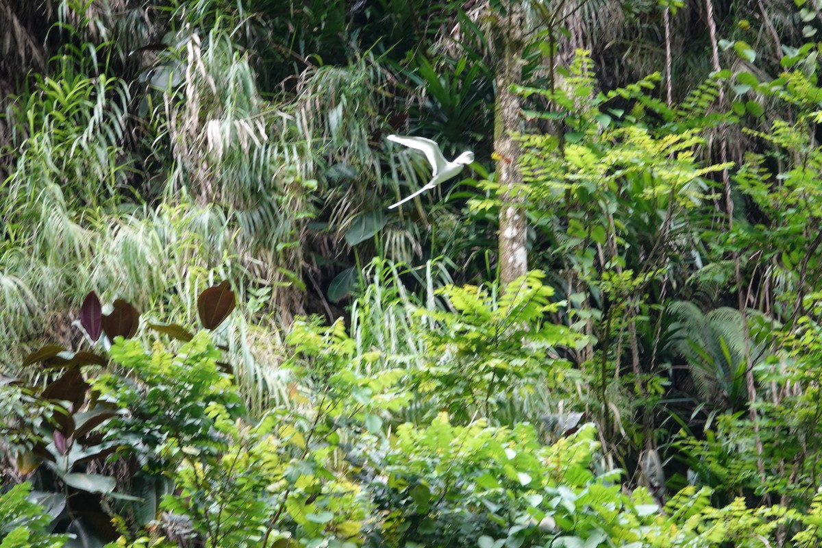 Weißschwanz-Tropikvogel - ML520757251