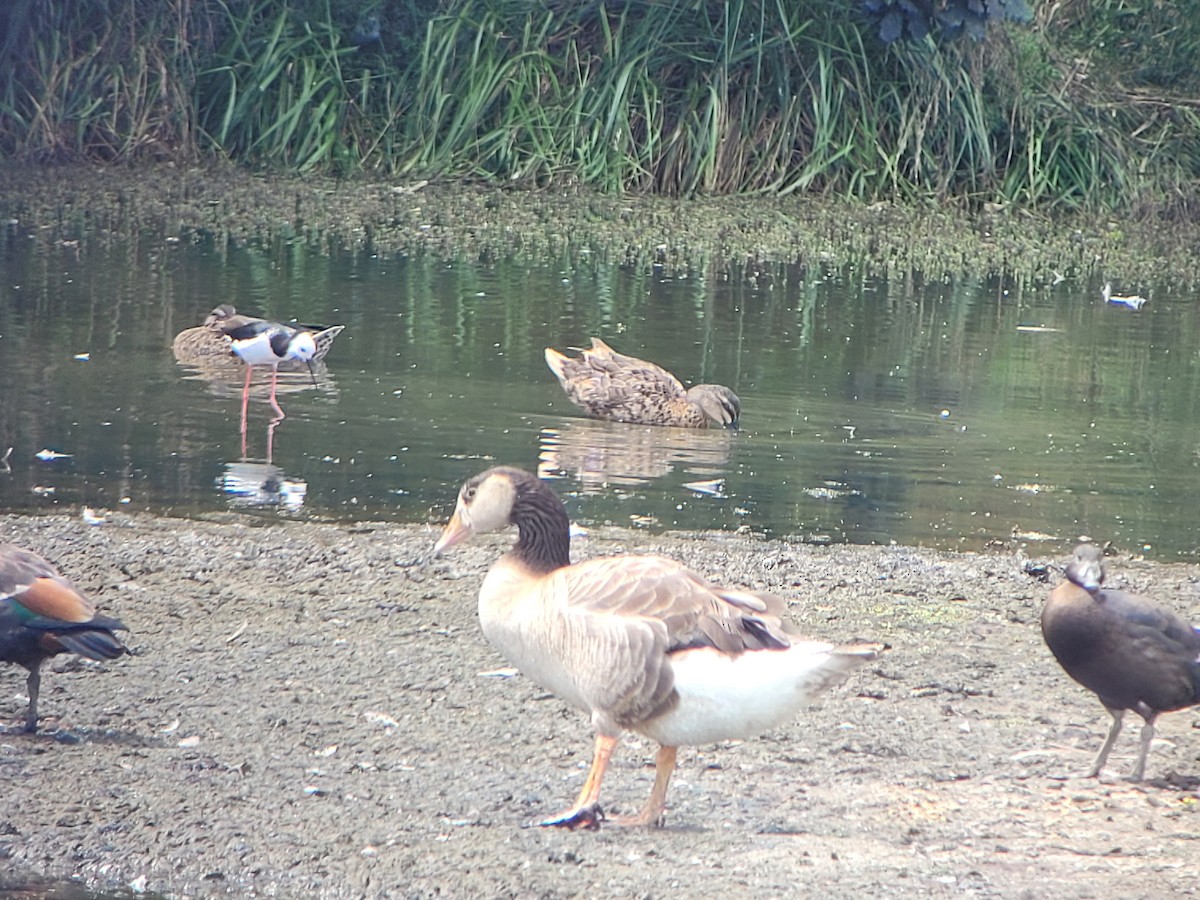 Graylag x Canada Goose (hybrid) - ML520757741