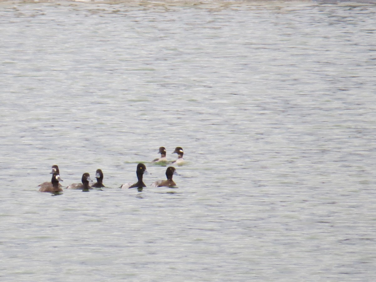 Greater Scaup - ML520758081