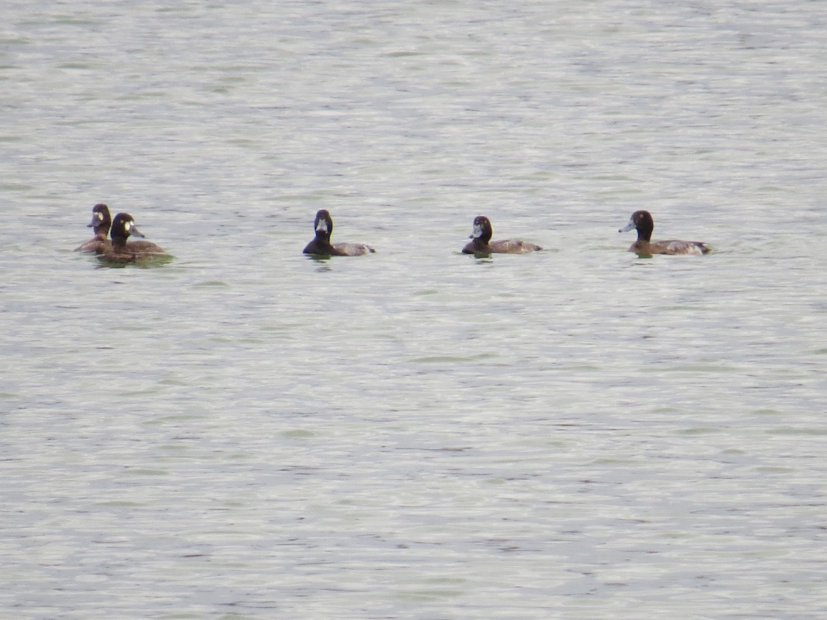 Greater Scaup - ML520758091
