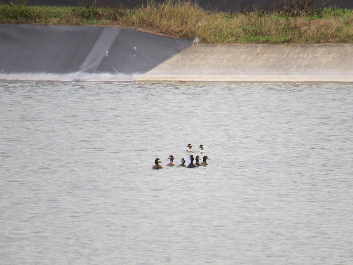 Greater Scaup - ML520758101