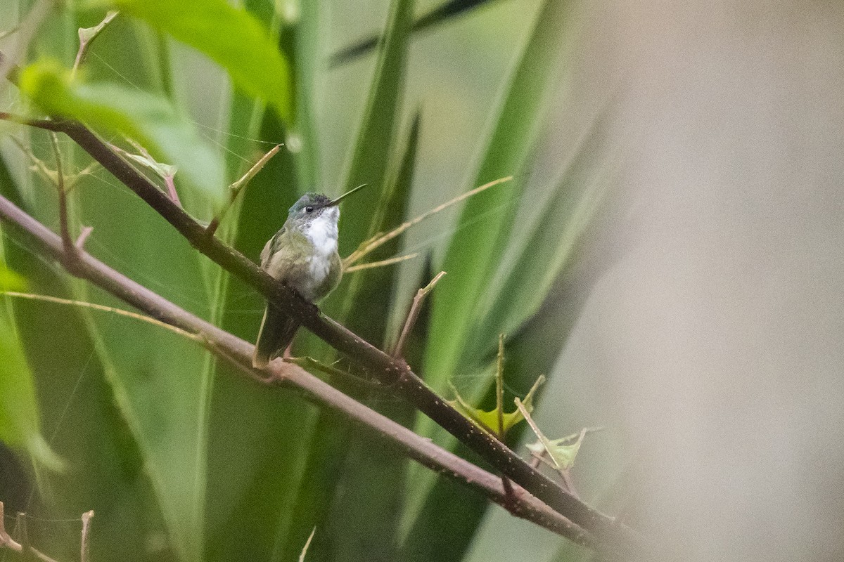 Azure-crowned Hummingbird - ML520758791