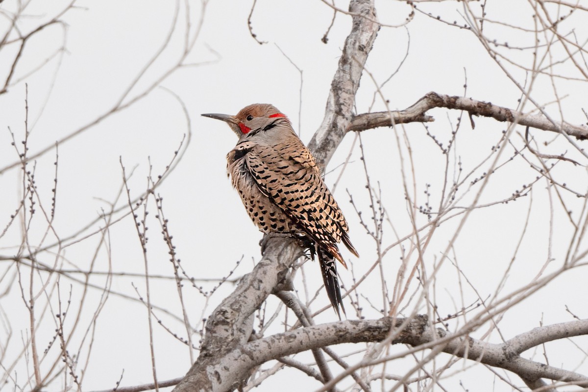 Northern Flicker (Yellow-shafted x Red-shafted) - ML520758881