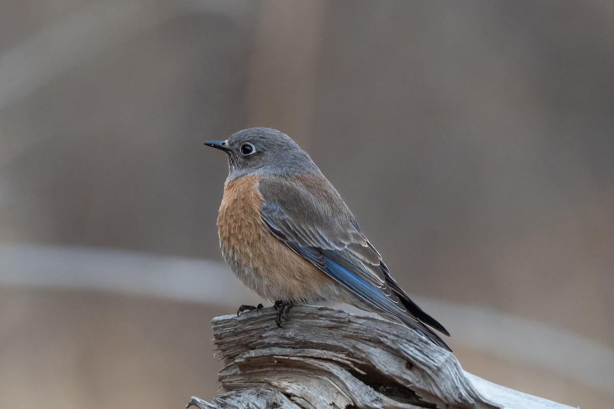 Western Bluebird - ML520758891