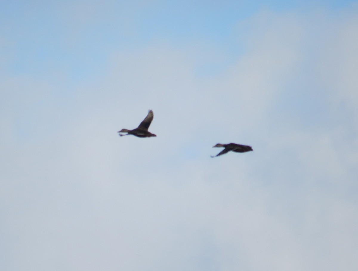 American Black Duck - ML520760421