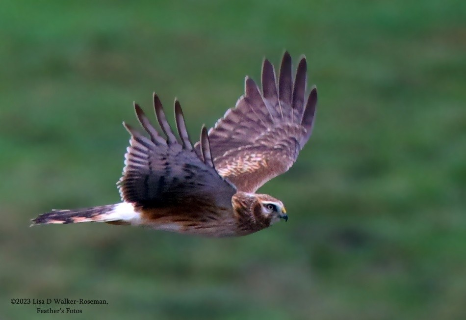 Northern Harrier - ML520761321