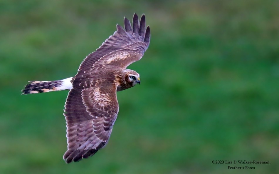 Northern Harrier - ML520761331
