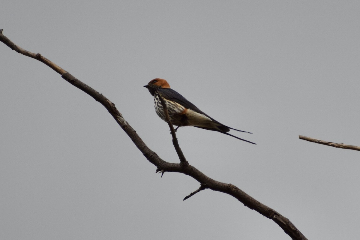 Lesser Striped Swallow - ML520761641