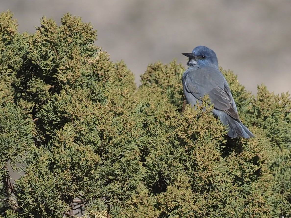Pinyon Jay - ML520762861