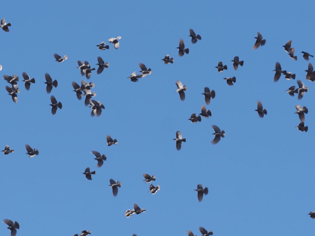 Pinyon Jay - ML520762871