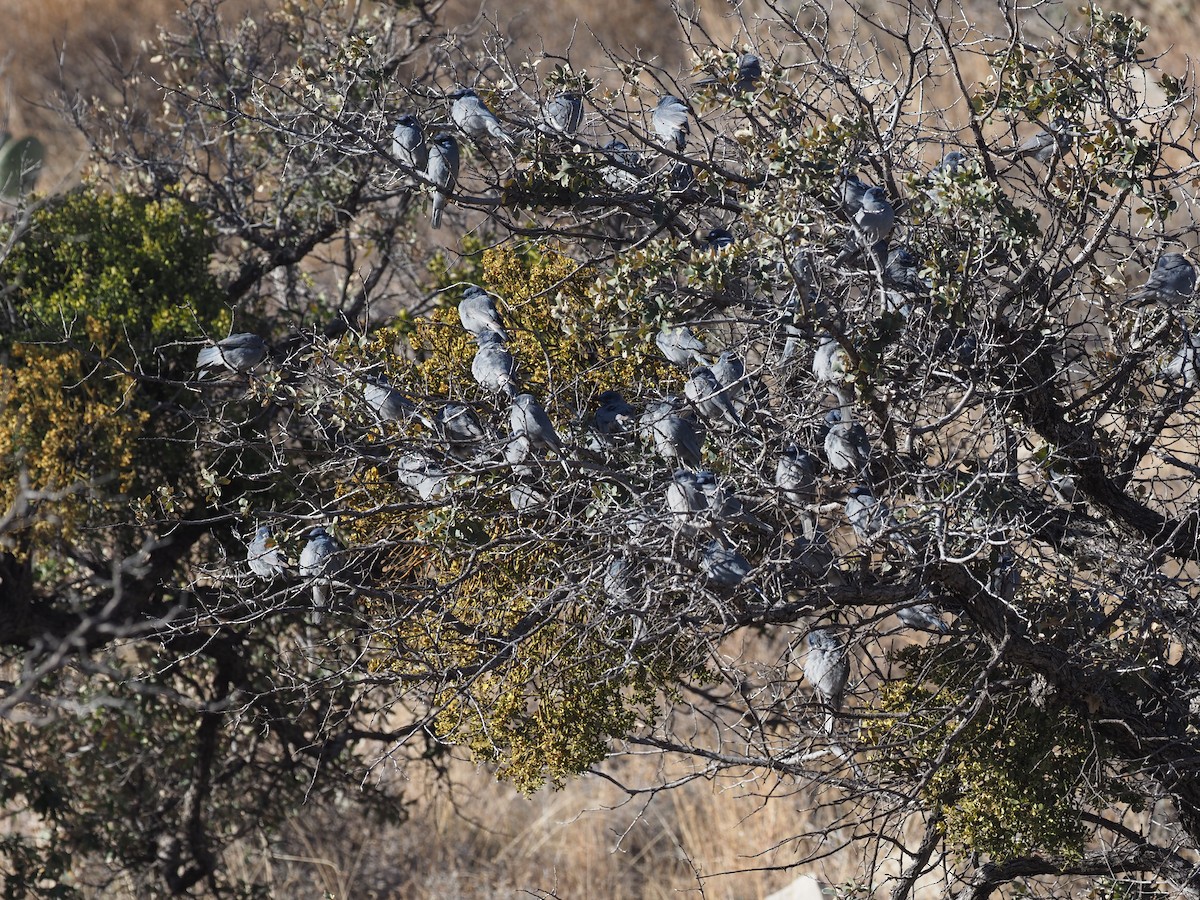 Pinyon Jay - ML520762881