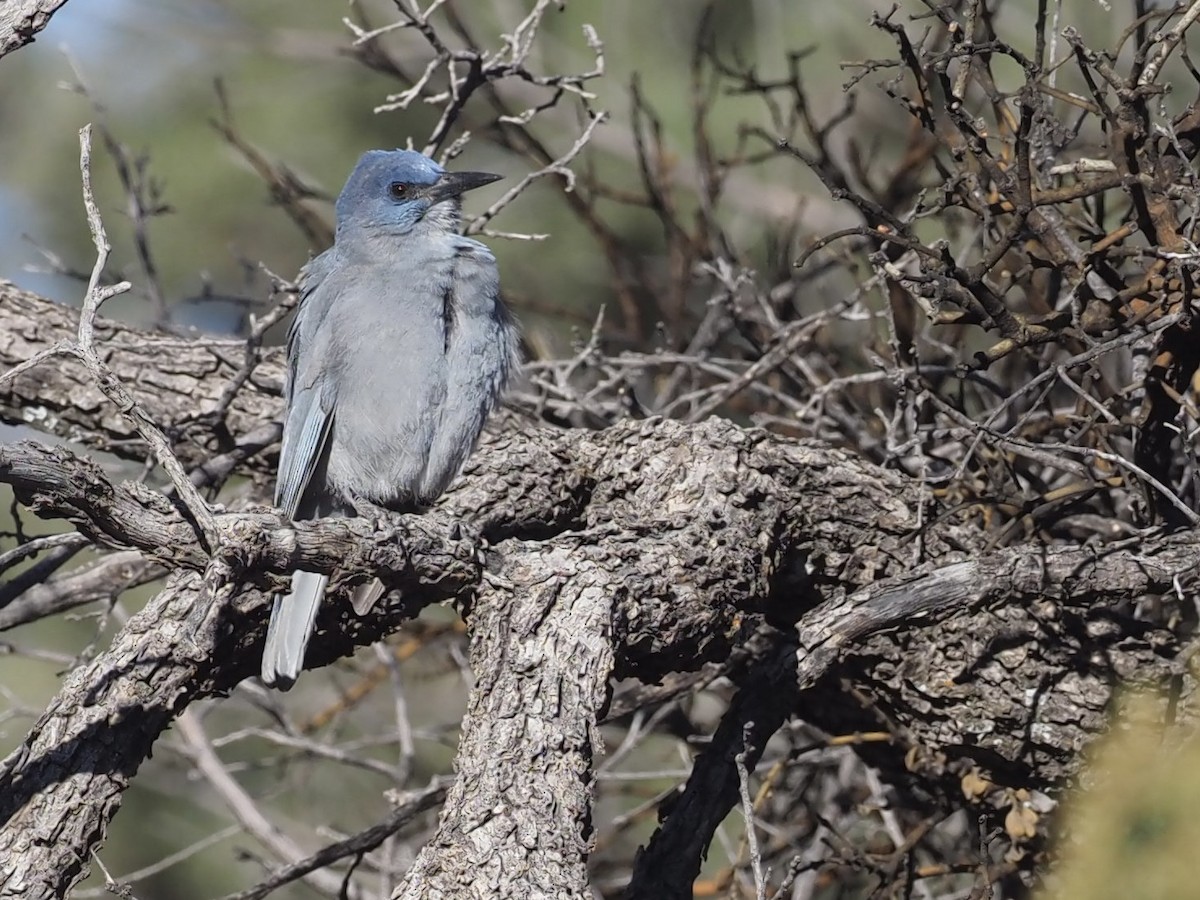 Pinyon Jay - ML520763011