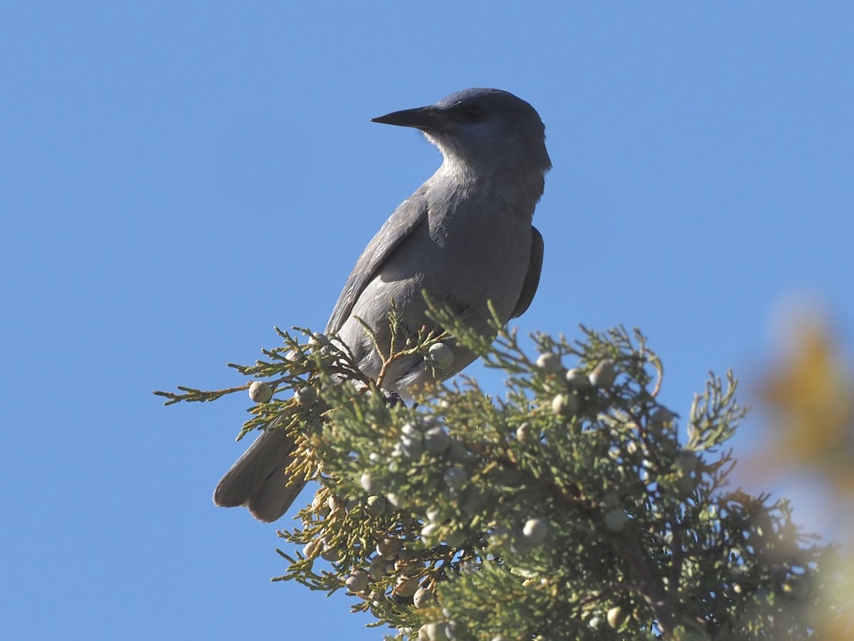 Pinyon Jay - ML520763031