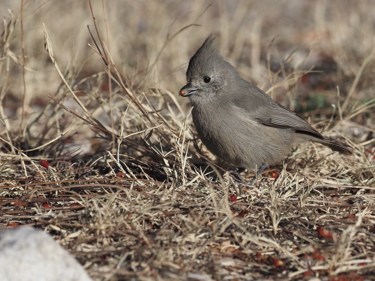 Juniper Titmouse - ML520763211