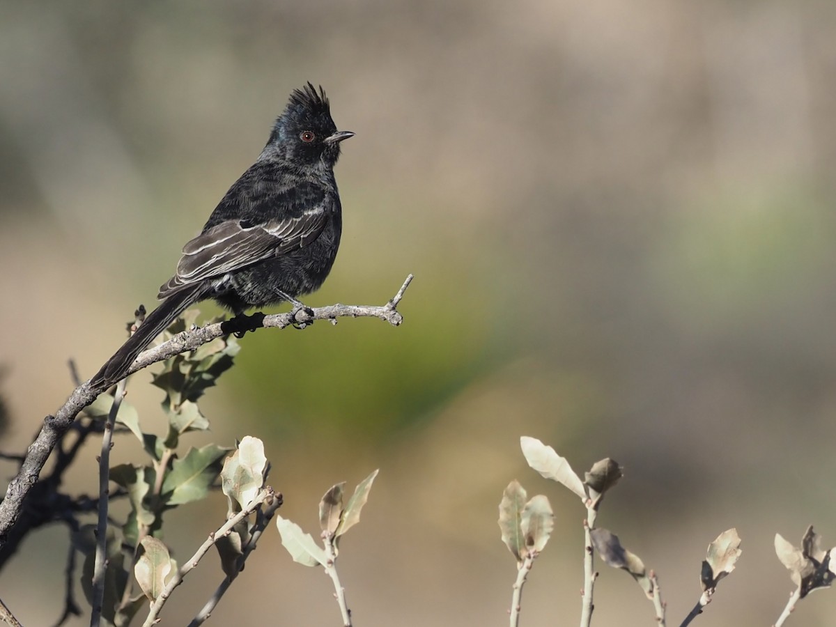 Phainopepla - ML520763251