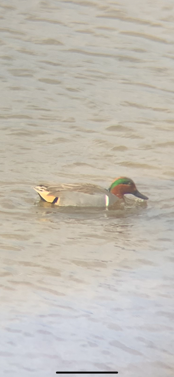 Green-winged Teal - ML520766191