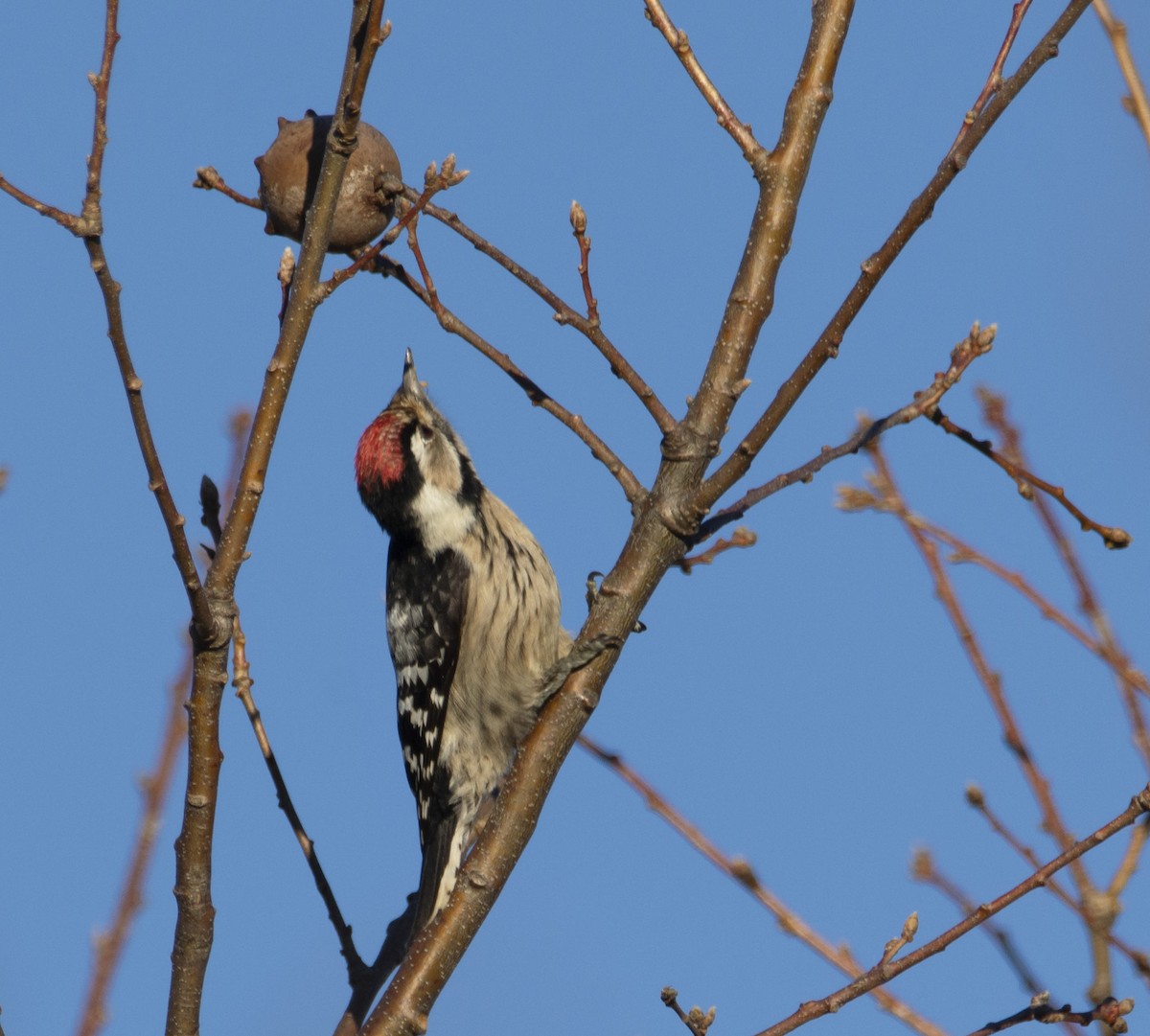 Lesser Spotted Woodpecker - ML520766811