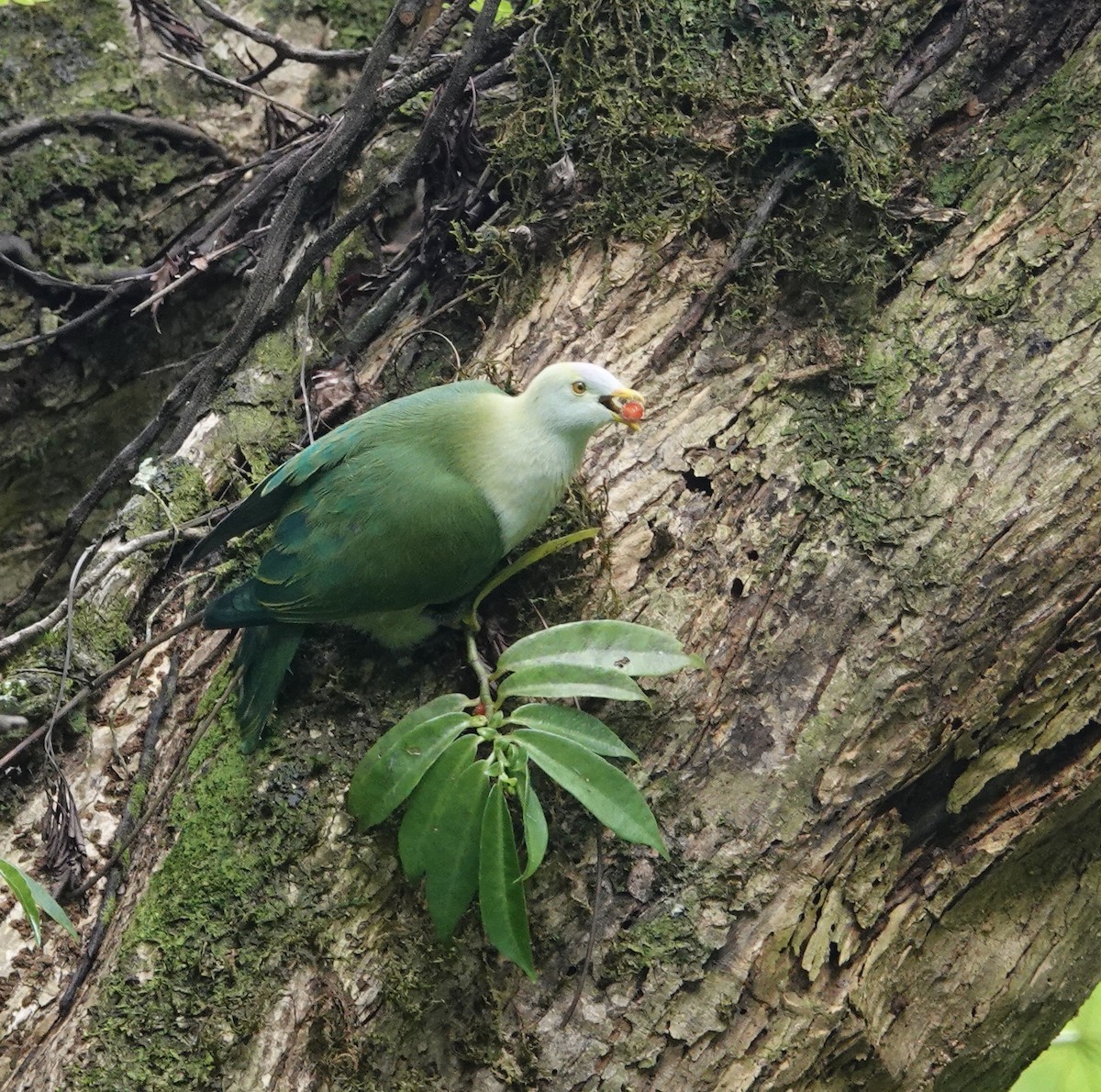 Gray-green Fruit-Dove - ML520767101