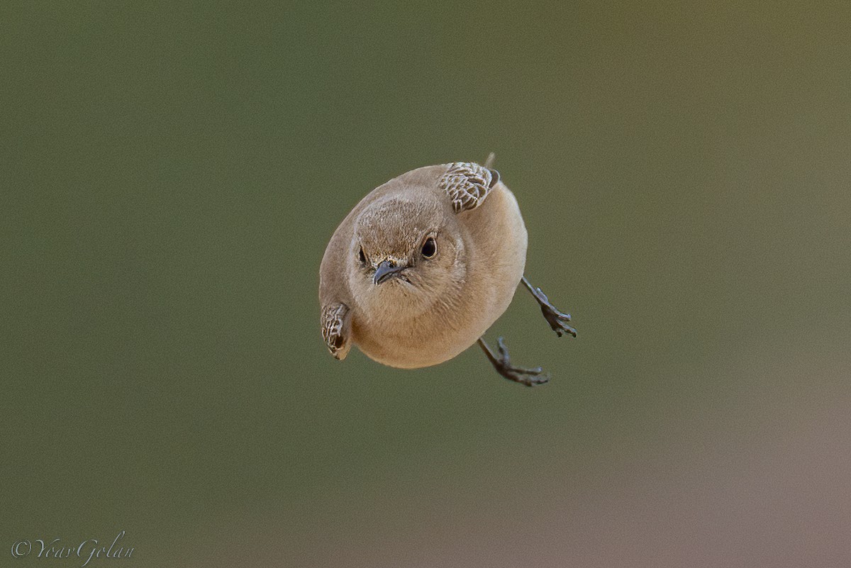 Hooded Wheatear - ML520769331