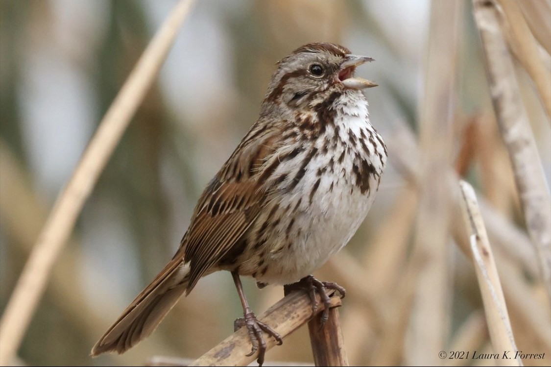 Song Sparrow - Laura Forrest