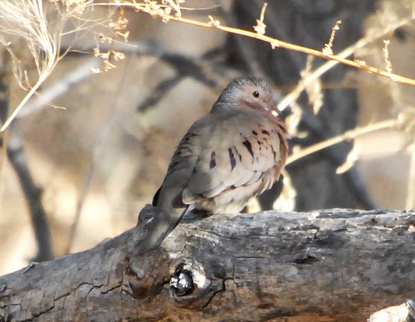 Common Ground Dove - ML52076941