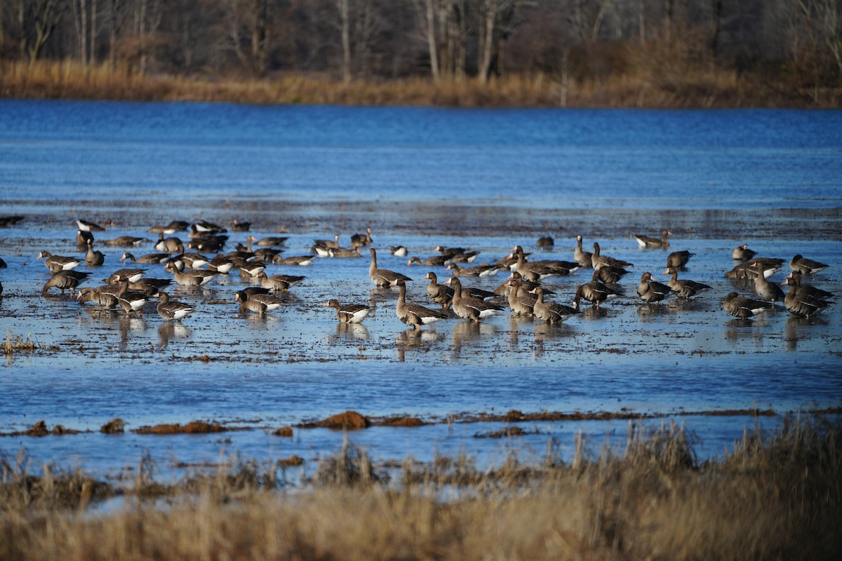 Greater White-fronted Goose - ML520771961