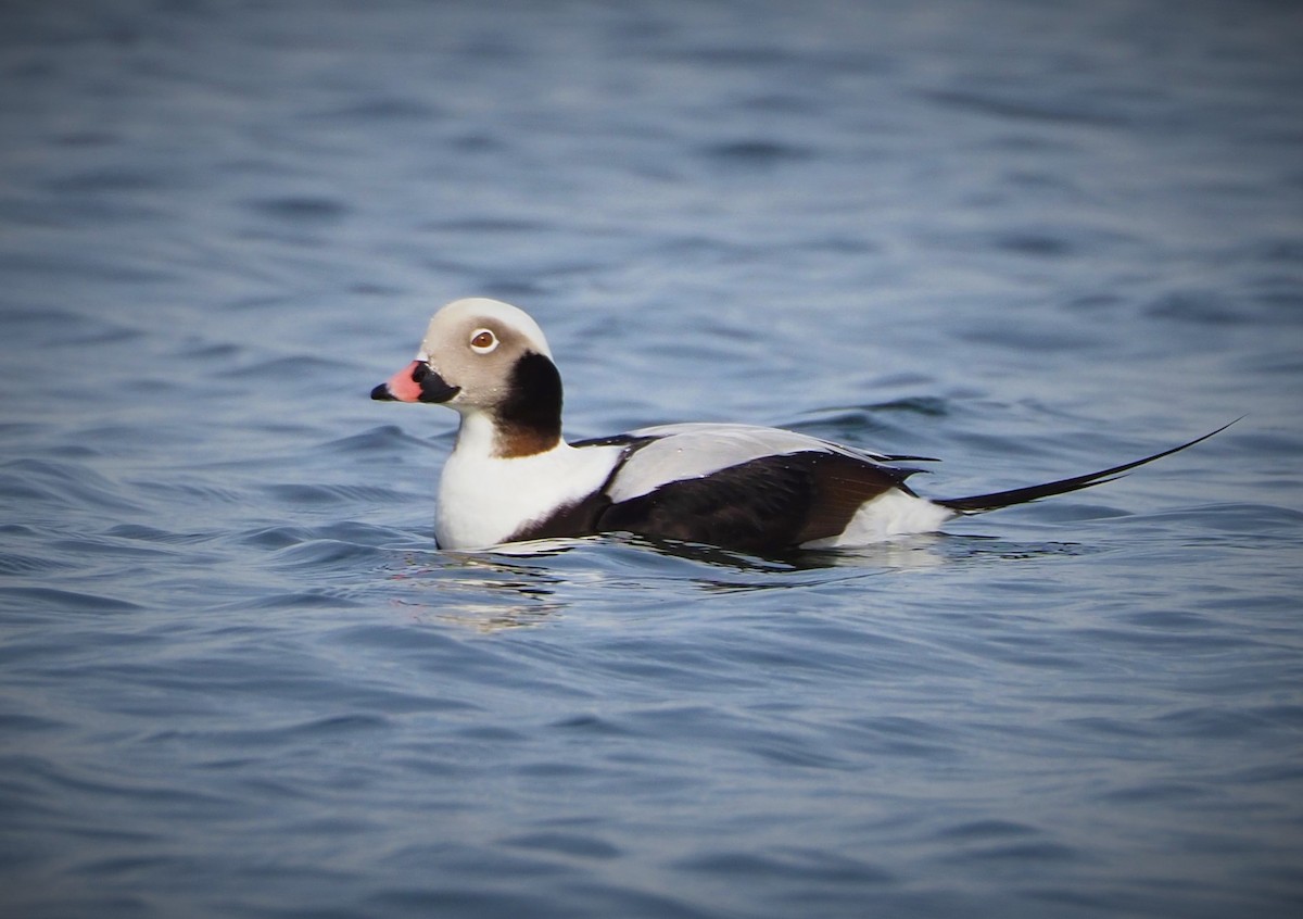 Long-tailed Duck - ML520772001
