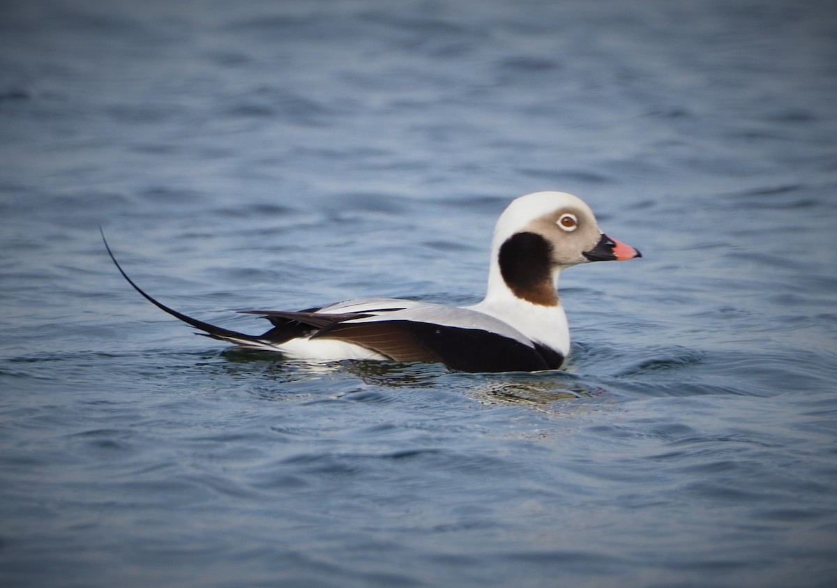 Long-tailed Duck - ML520772011