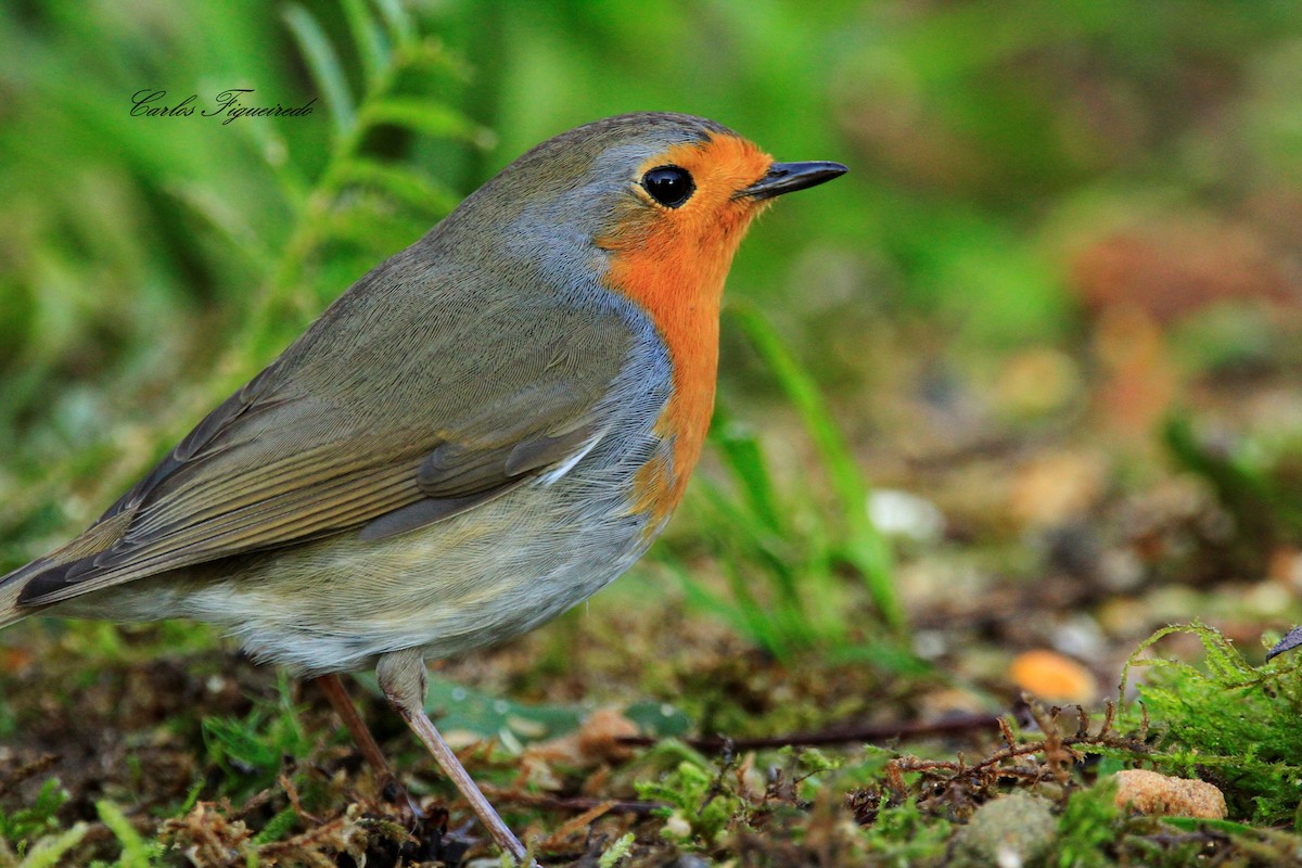 European Robin - Carlos Figueiredo