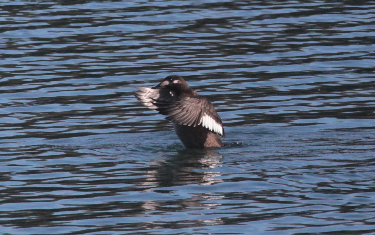 White-winged Scoter - ML520772741