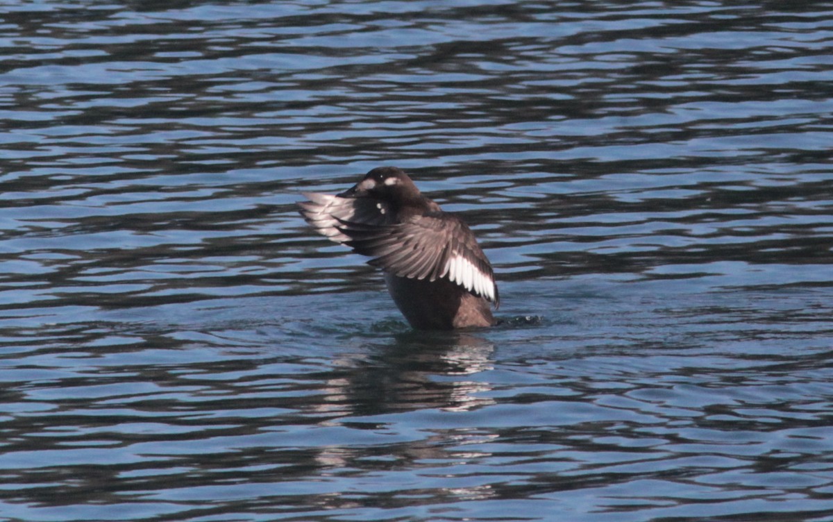 White-winged Scoter - ML520772741