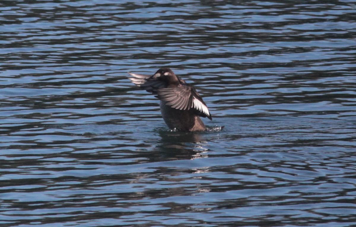 White-winged Scoter - ML520772751