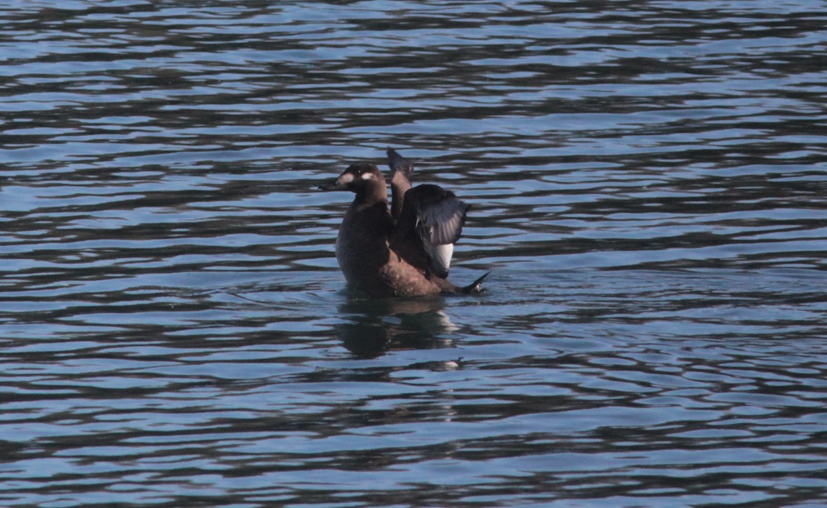 White-winged Scoter - ML520772761