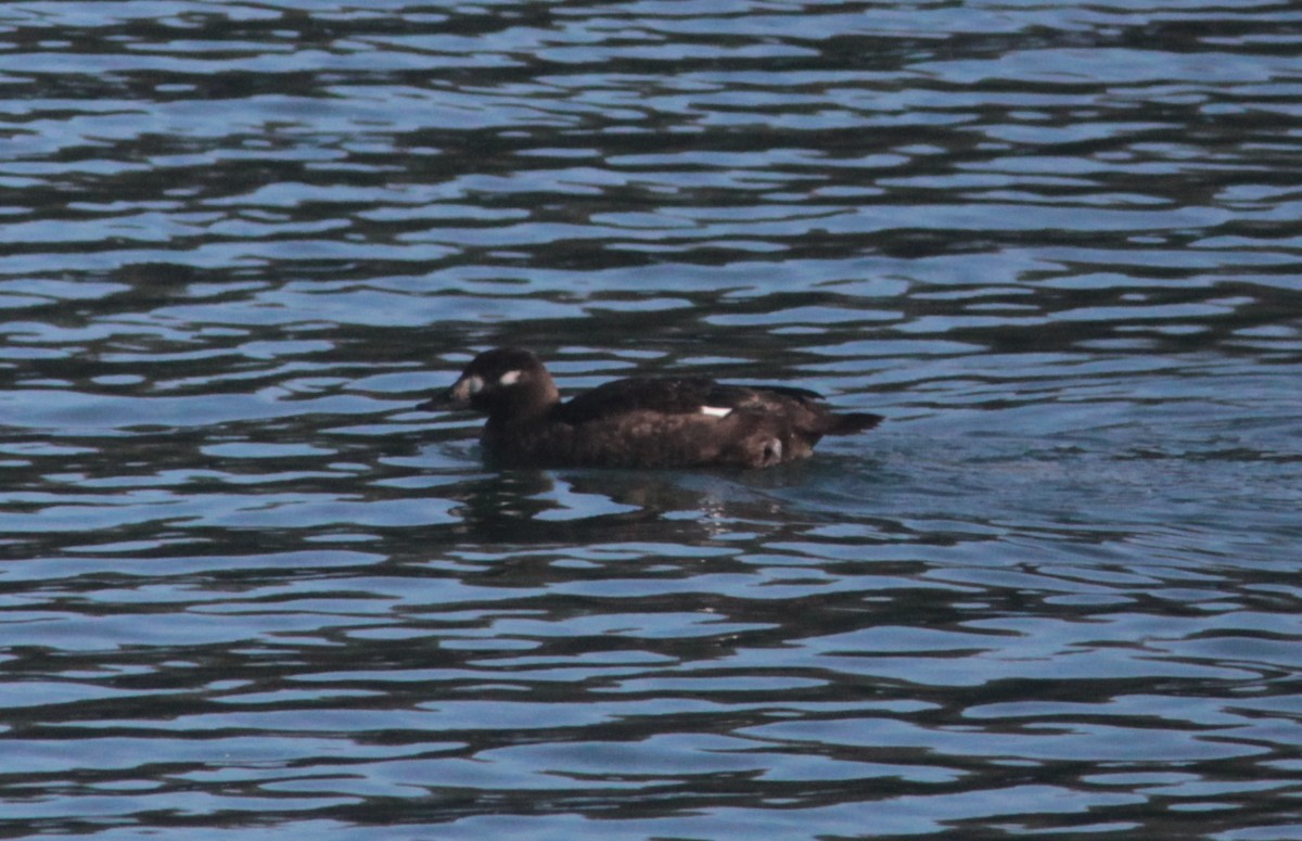 White-winged Scoter - ML520772781