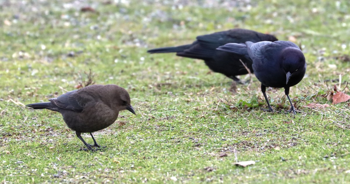 Brewer's Blackbird - ML520774401