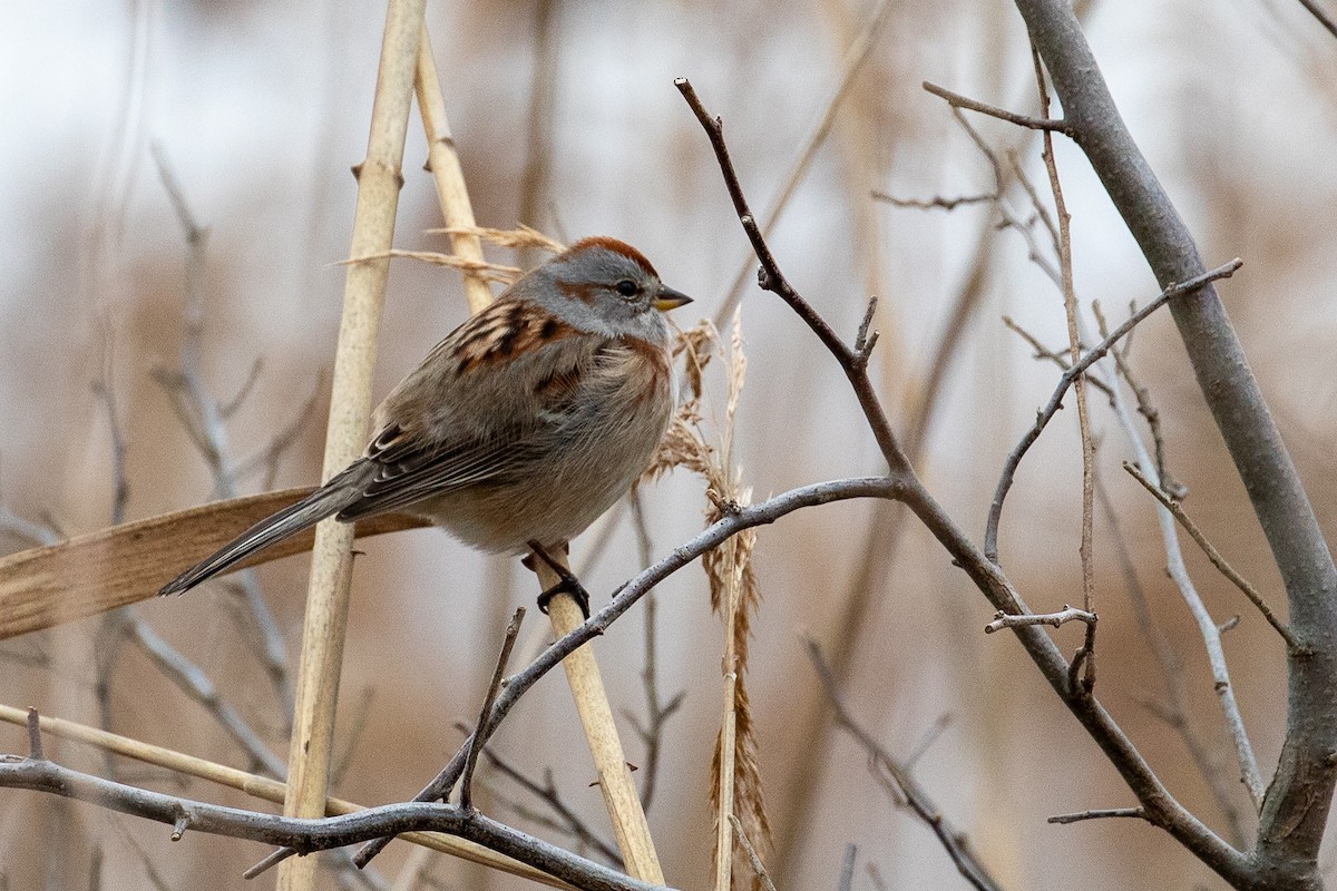 American Tree Sparrow - ML520776131