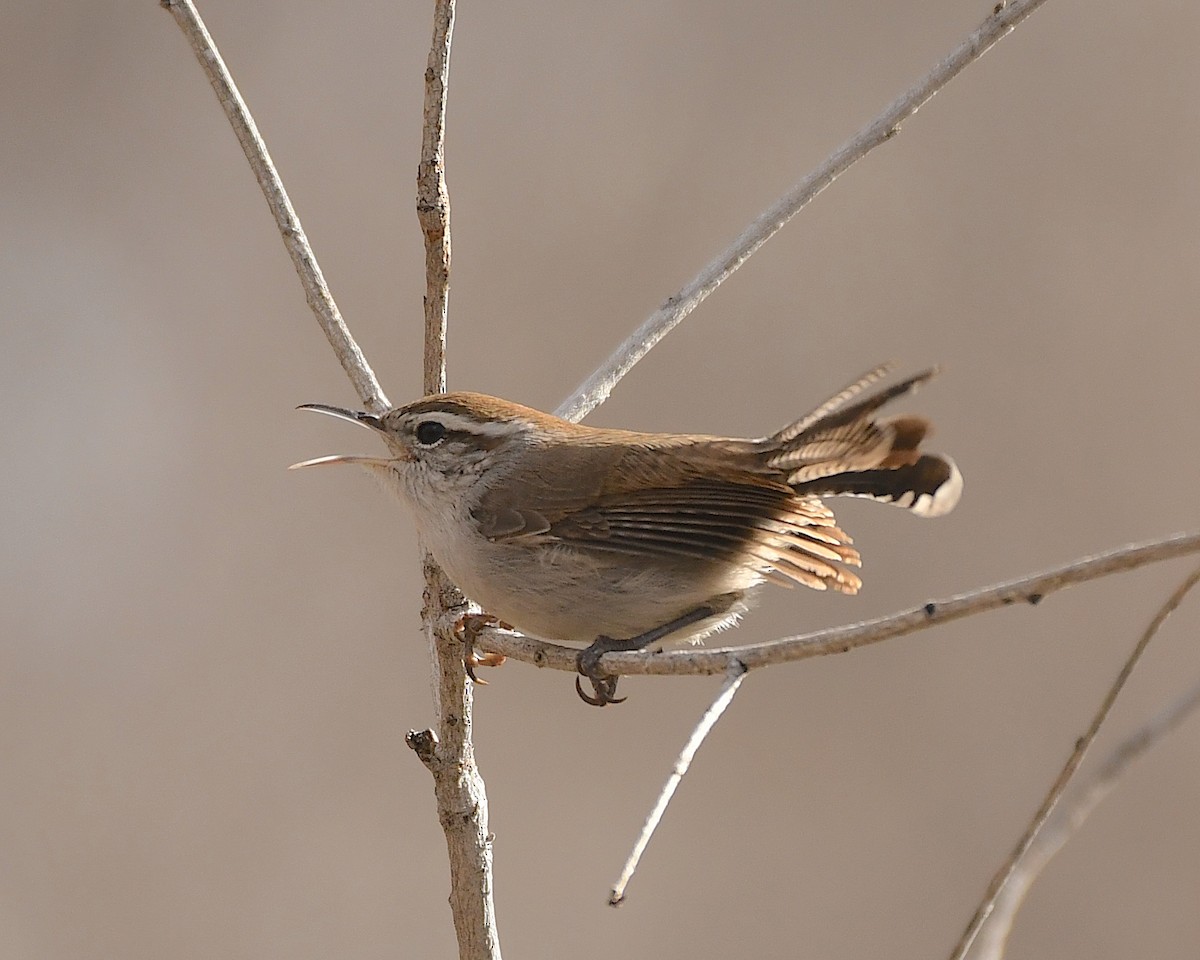 Bewick's Wren - ML520777261