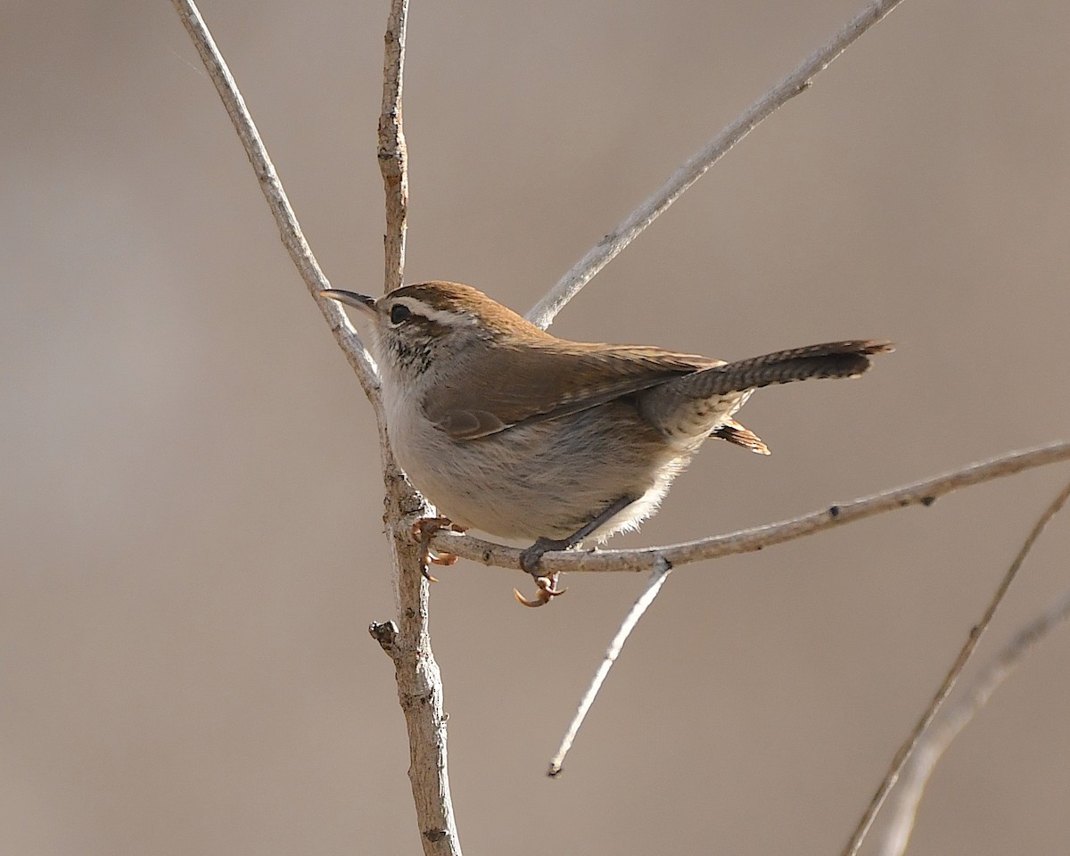 Bewick's Wren - ML520777491