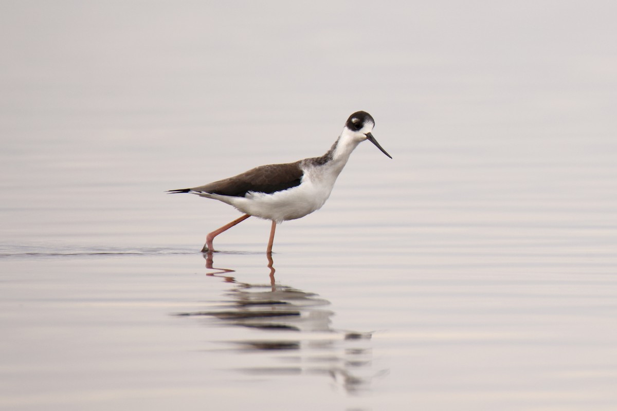 Black-necked Stilt - ML520778071