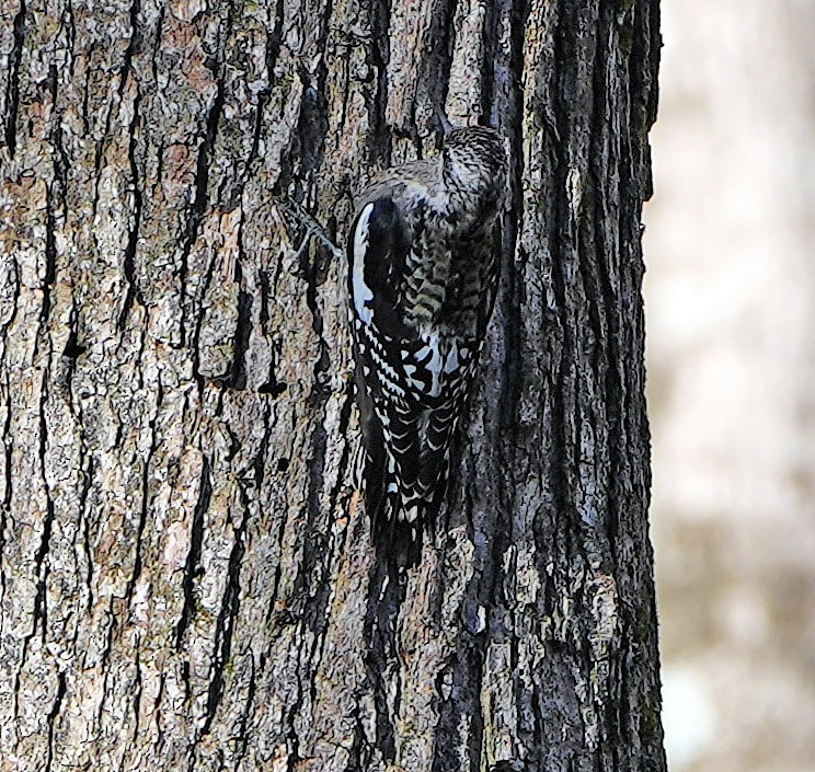 Yellow-bellied Sapsucker - ML520778151