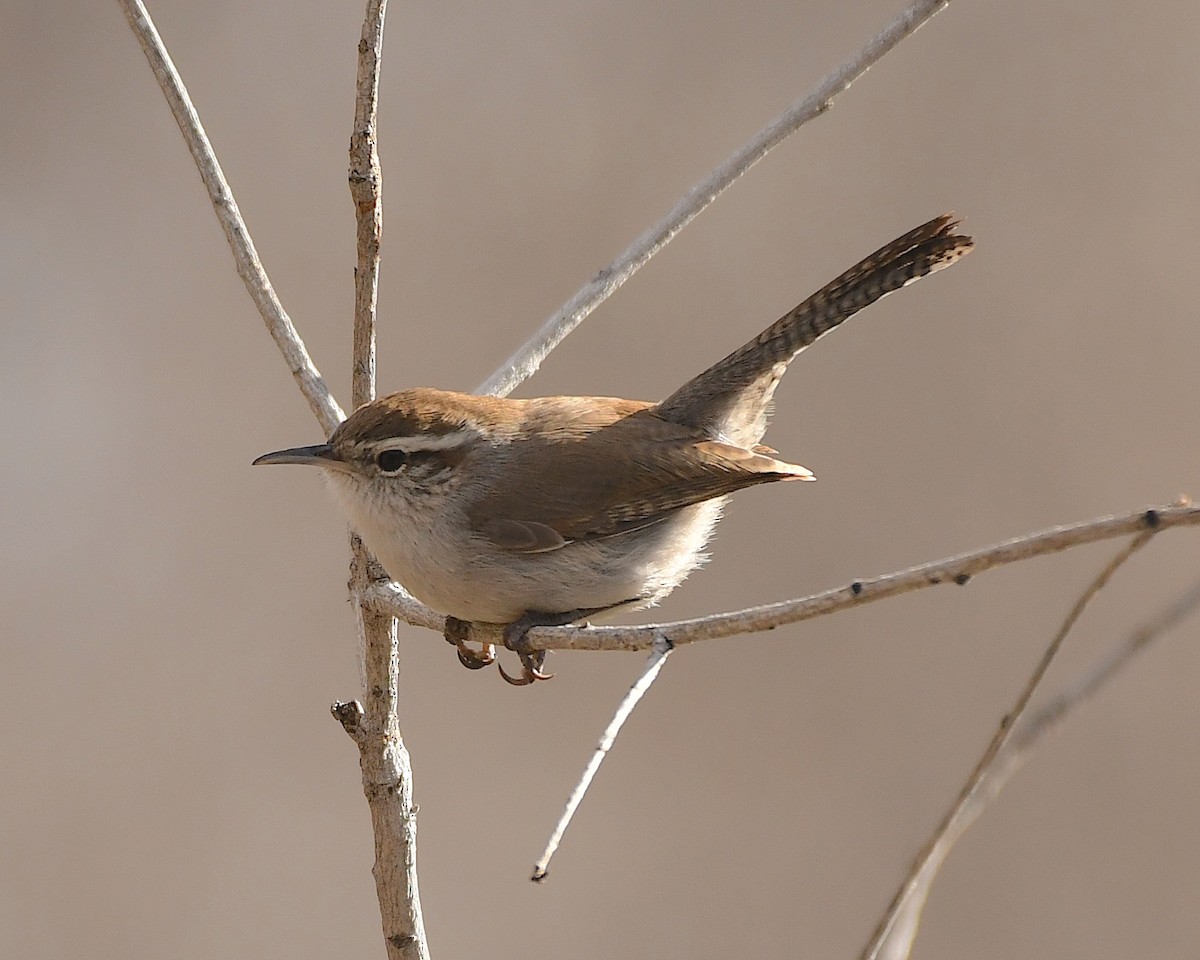 Bewick's Wren - ML520778341