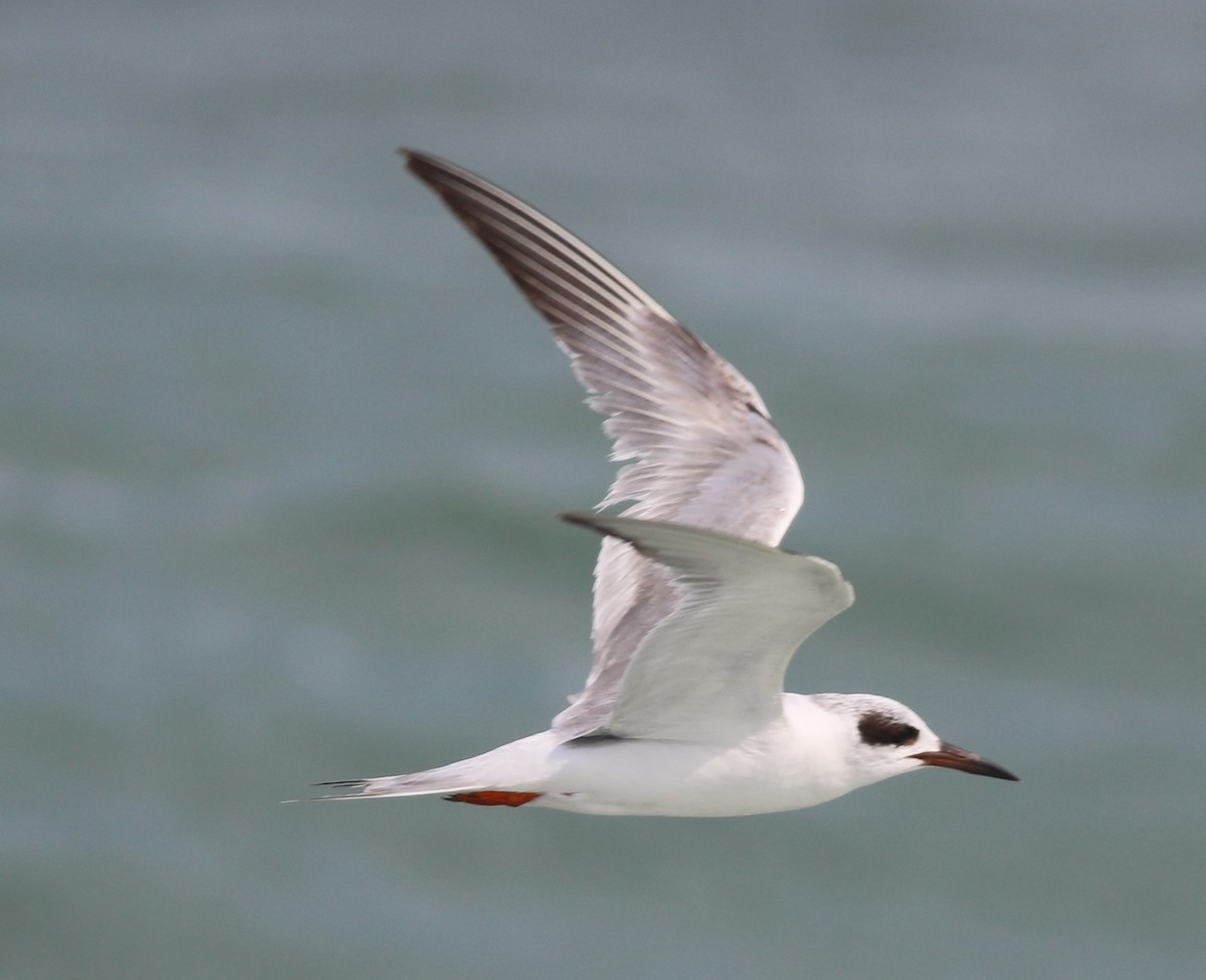 Forster's Tern - Eric Hartshaw