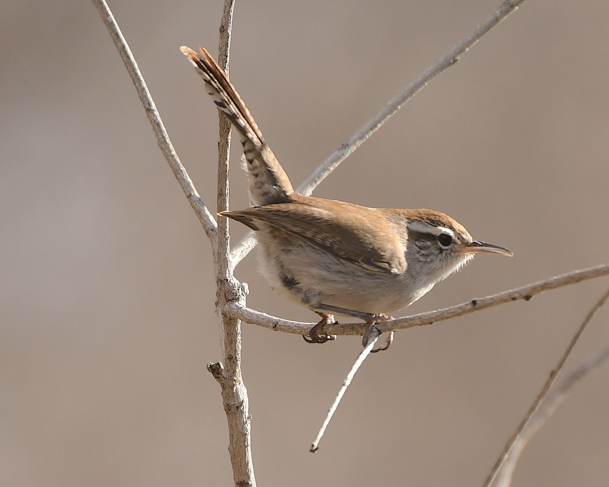 Bewick's Wren - ML520778561