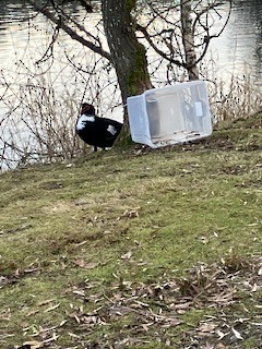 Muscovy Duck (Domestic type) - ML520778771