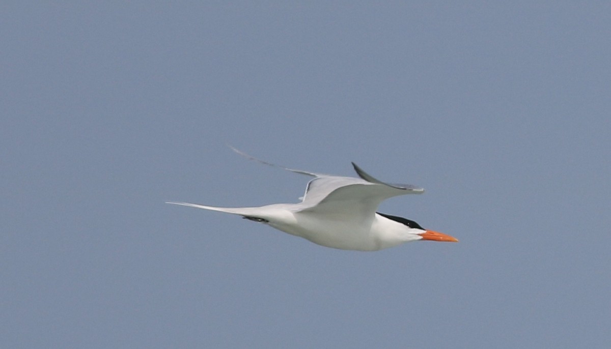 Royal Tern - Eric Hartshaw