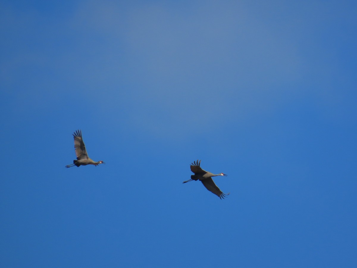 Sandhill Crane (pratensis) - ML520779791