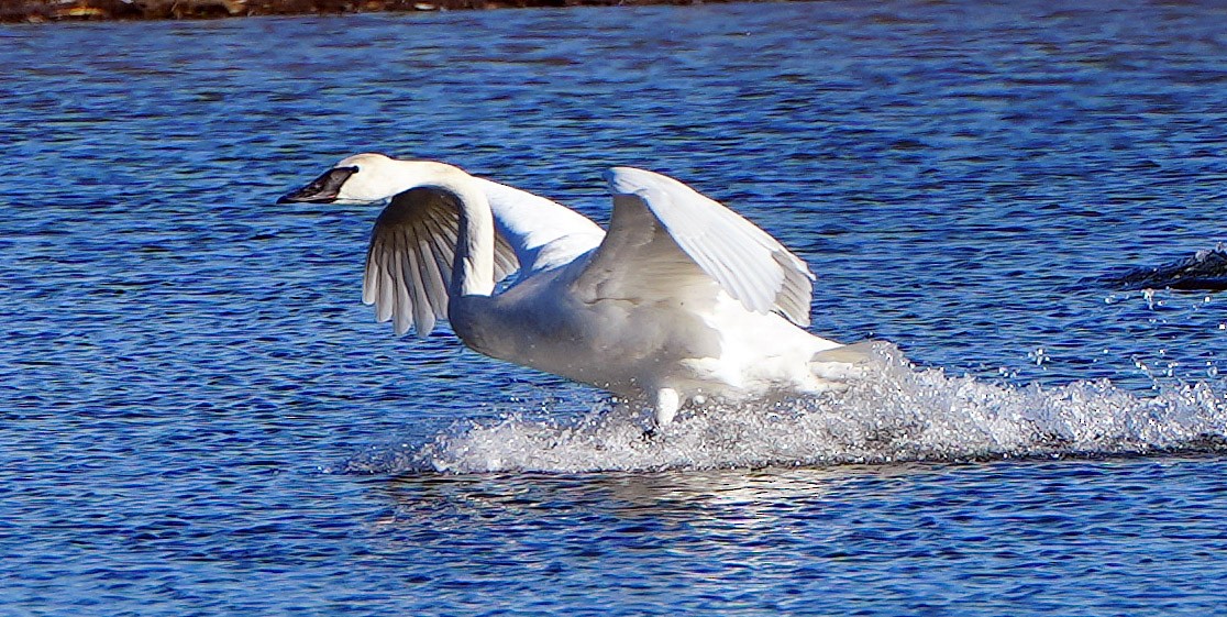 Trumpeter Swan - ML520779801