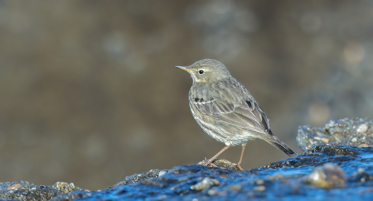 Rock Pipit - Francisco Pires