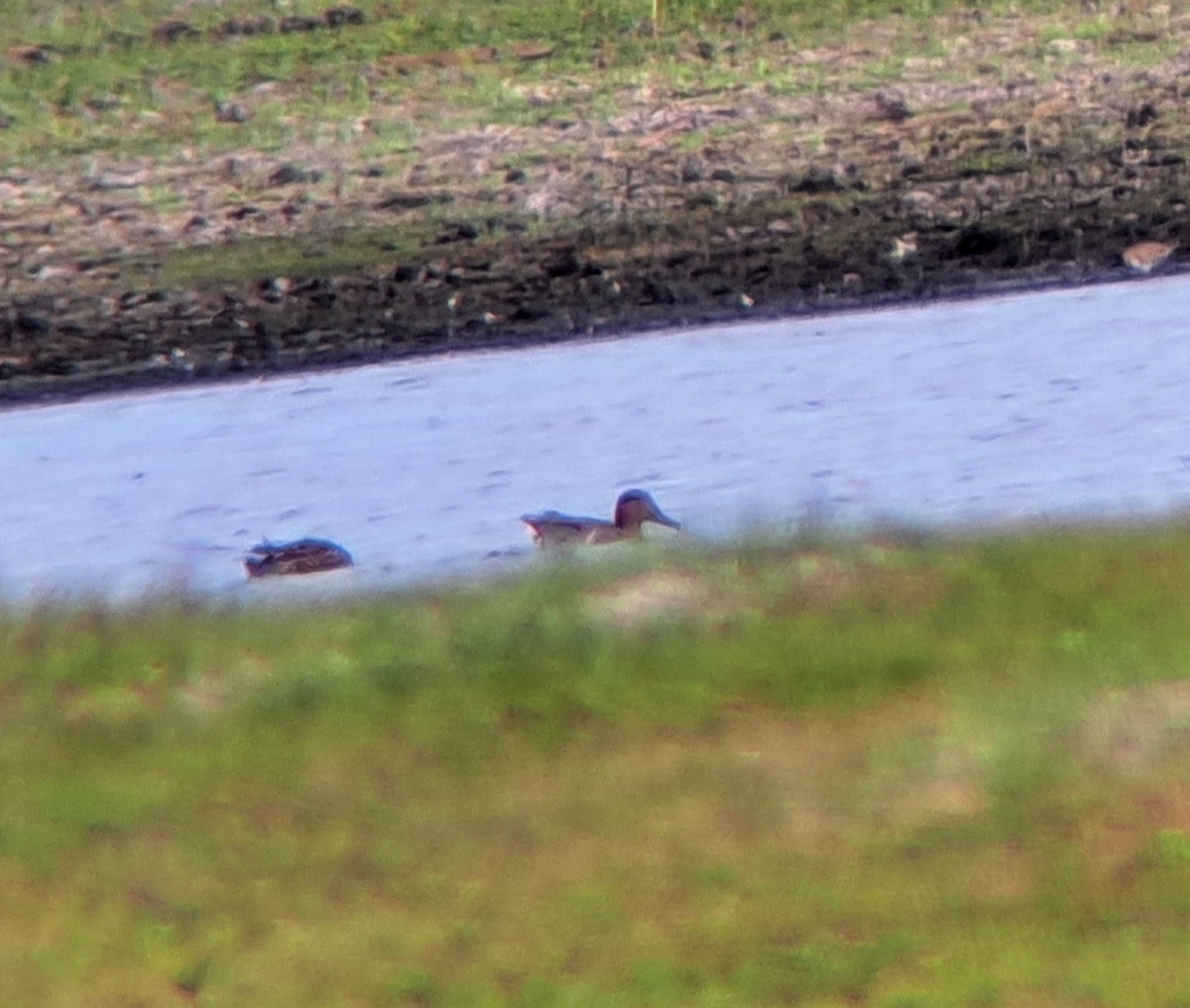 Green-winged Teal - ML520780021